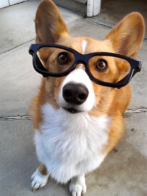 cute dog with glasses